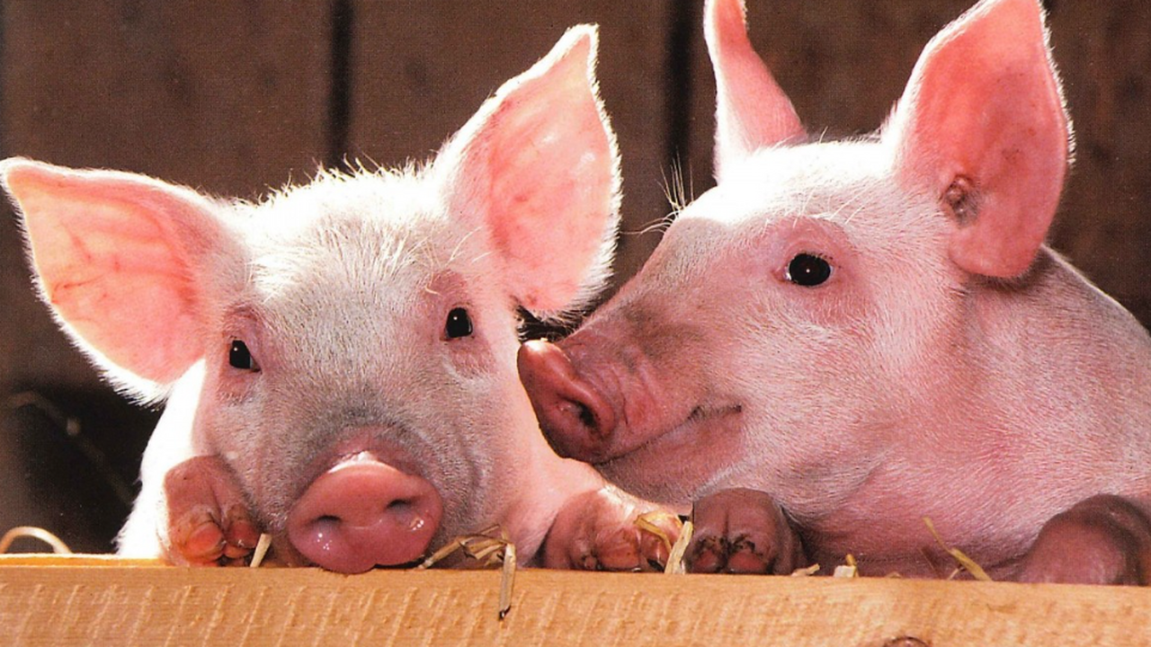 Испанские ученые из Института биоинженерии Ката...