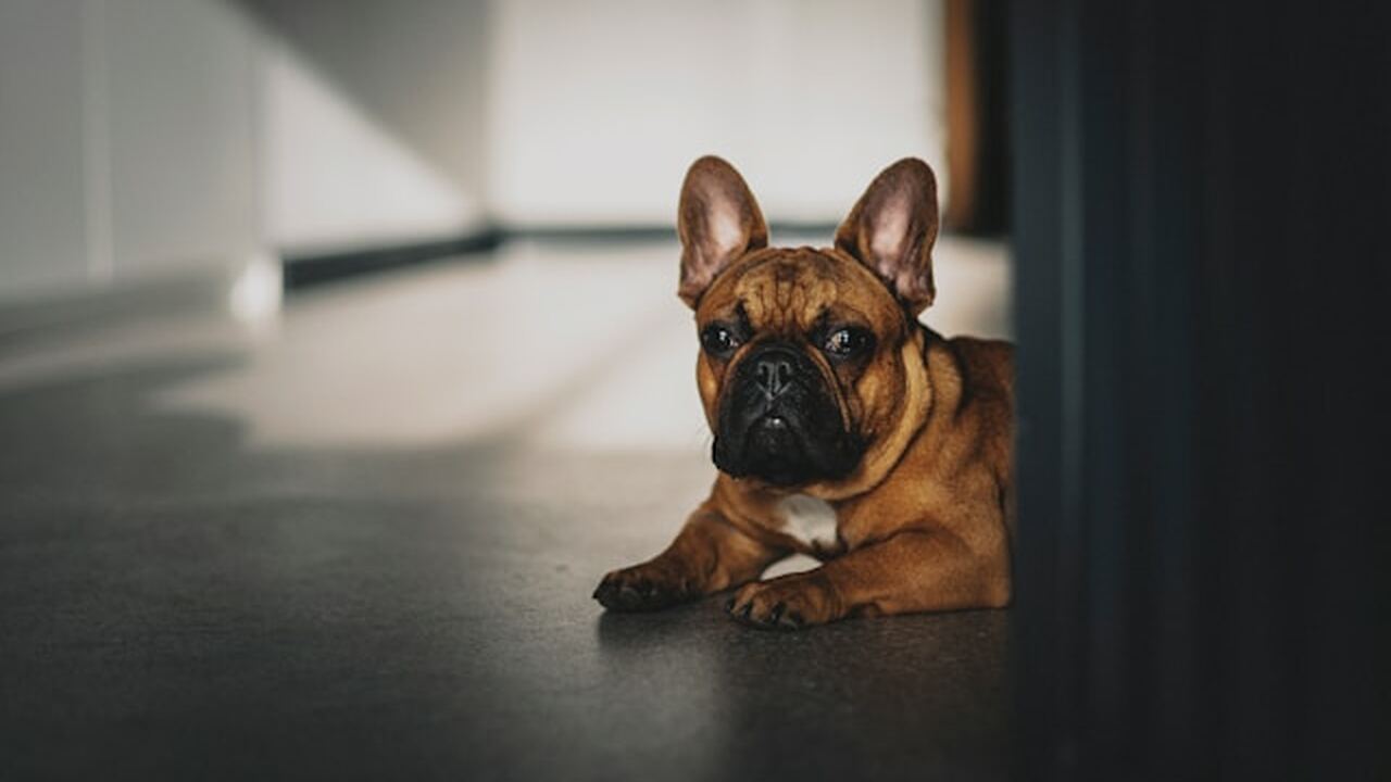 В Шотландии обычная прогулка с собакой привела ...