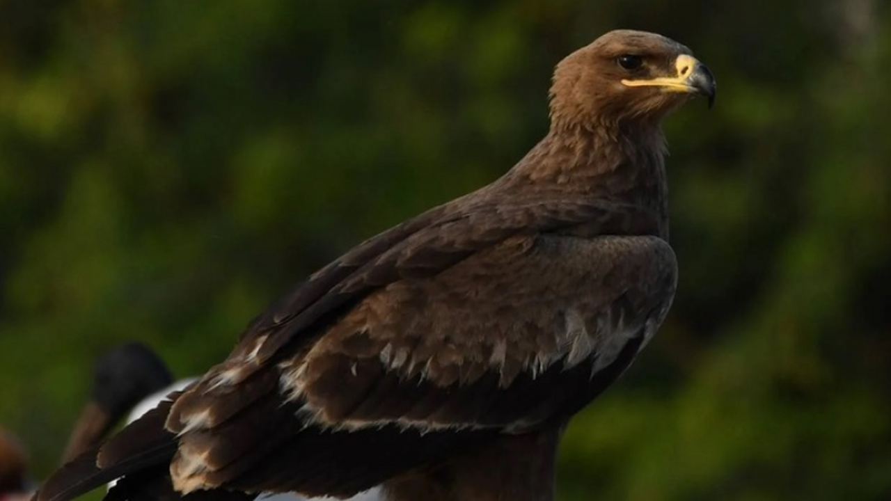 Невероятная новость пришла в заповедник «Чёрные...