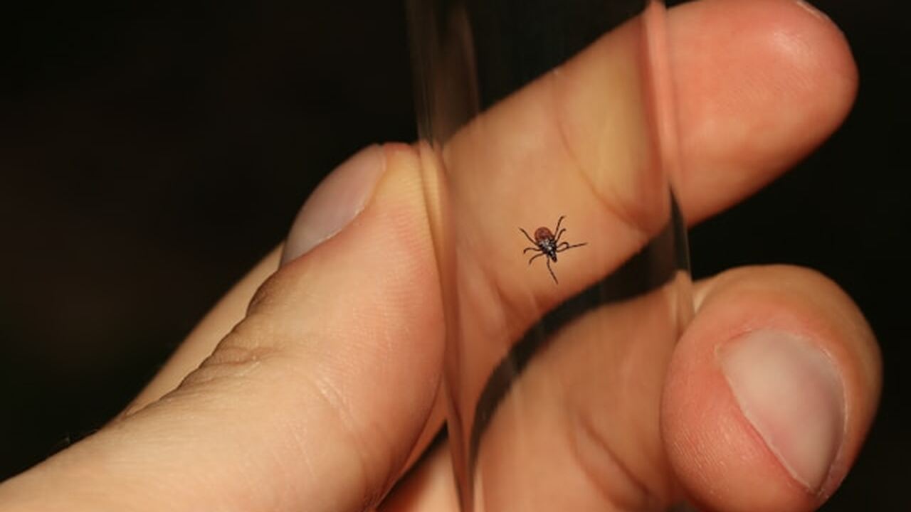 В ряде южных регионов России специалисты зафикс...