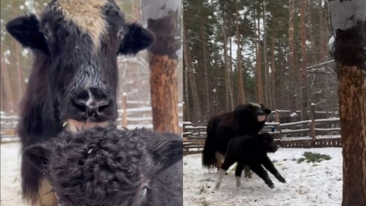 В ульяновском зоопарке "Русские забавы" произош...