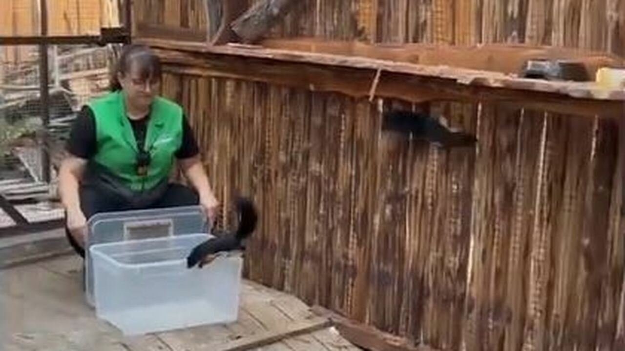 Ульяновский зоопарк, расположенный в Заволжском...