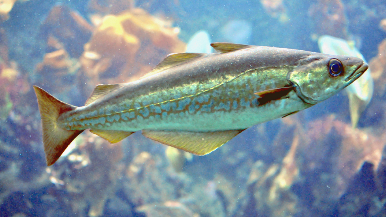 Российские ученые выяснили, что приливы влияют на численность минтая Совместная команда исследователей из Института ...