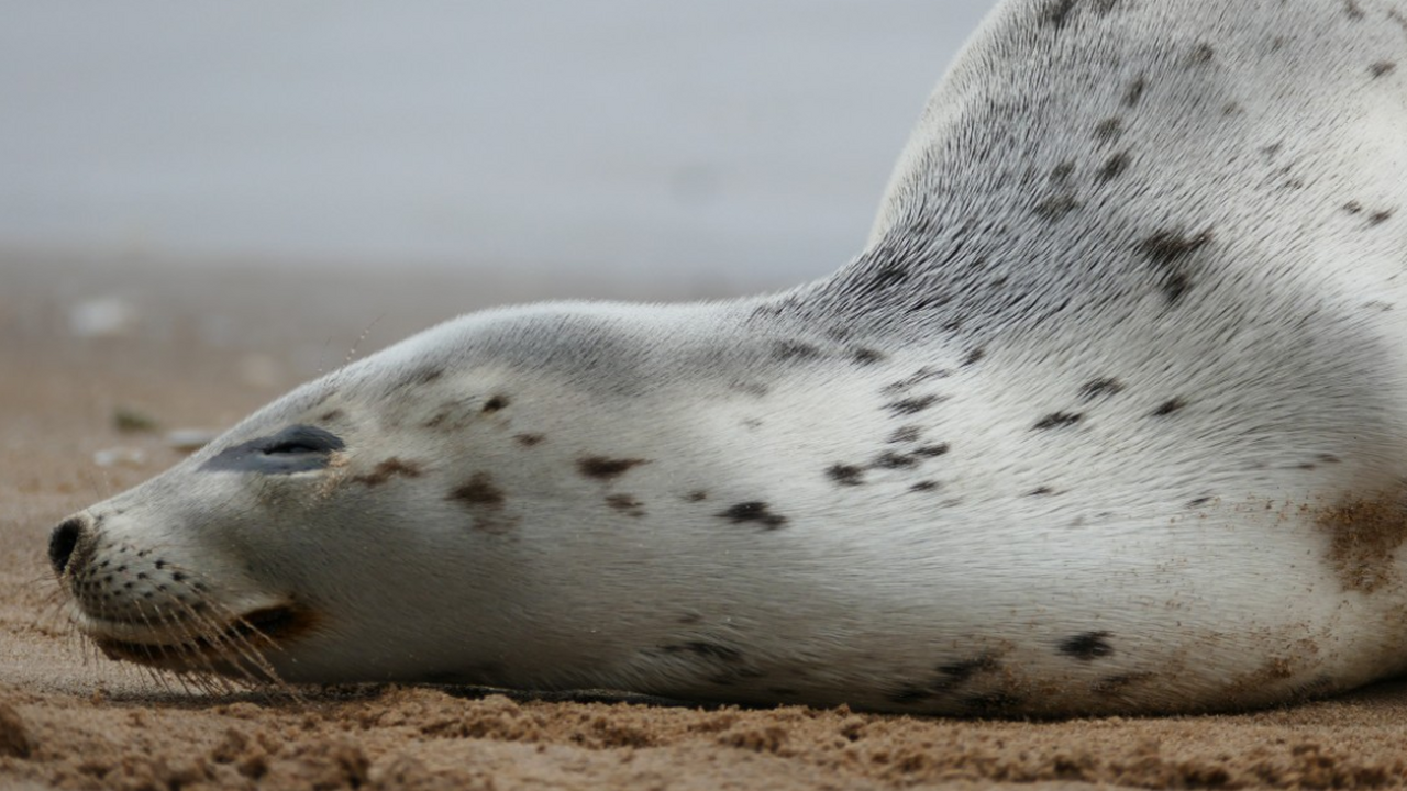 Science Times: тюлень скопировал человеческую речь с акцентом Исследования показывают, что наибольшую гибкост...
