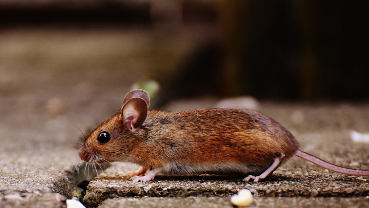 Биолог объяснил, что стоит за массовой гибелью мышей в Кузбассе Жители Белово (Кемеровская область) заметили тр...