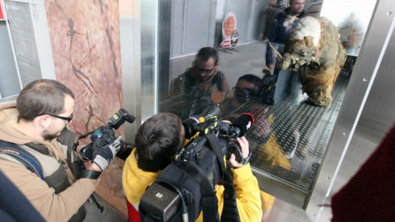 Ученые расшифровали молекулы РНК у древнего якутского мамонта Юки Международная команда исследователей впервые см...