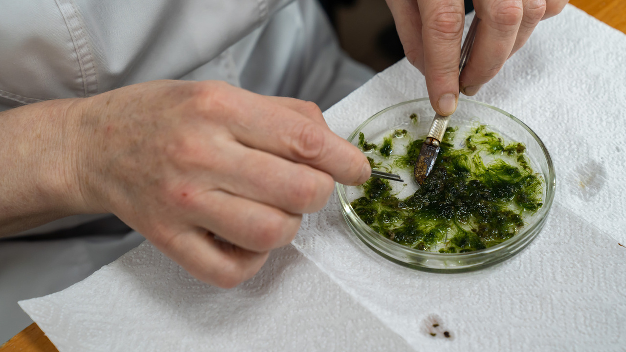 Специалисты Субтропического научного центра РАН...