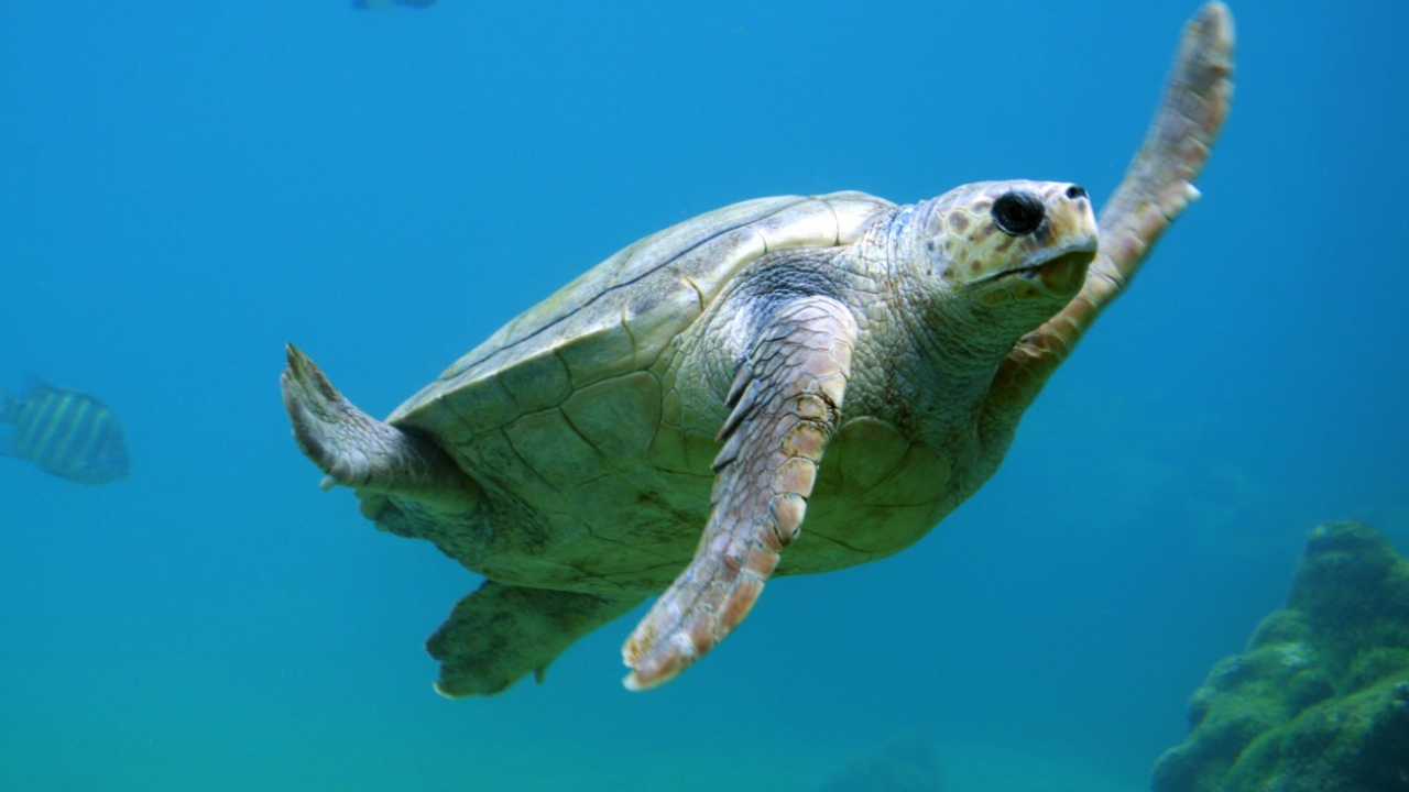 Международная команда экологов впервые измерила...