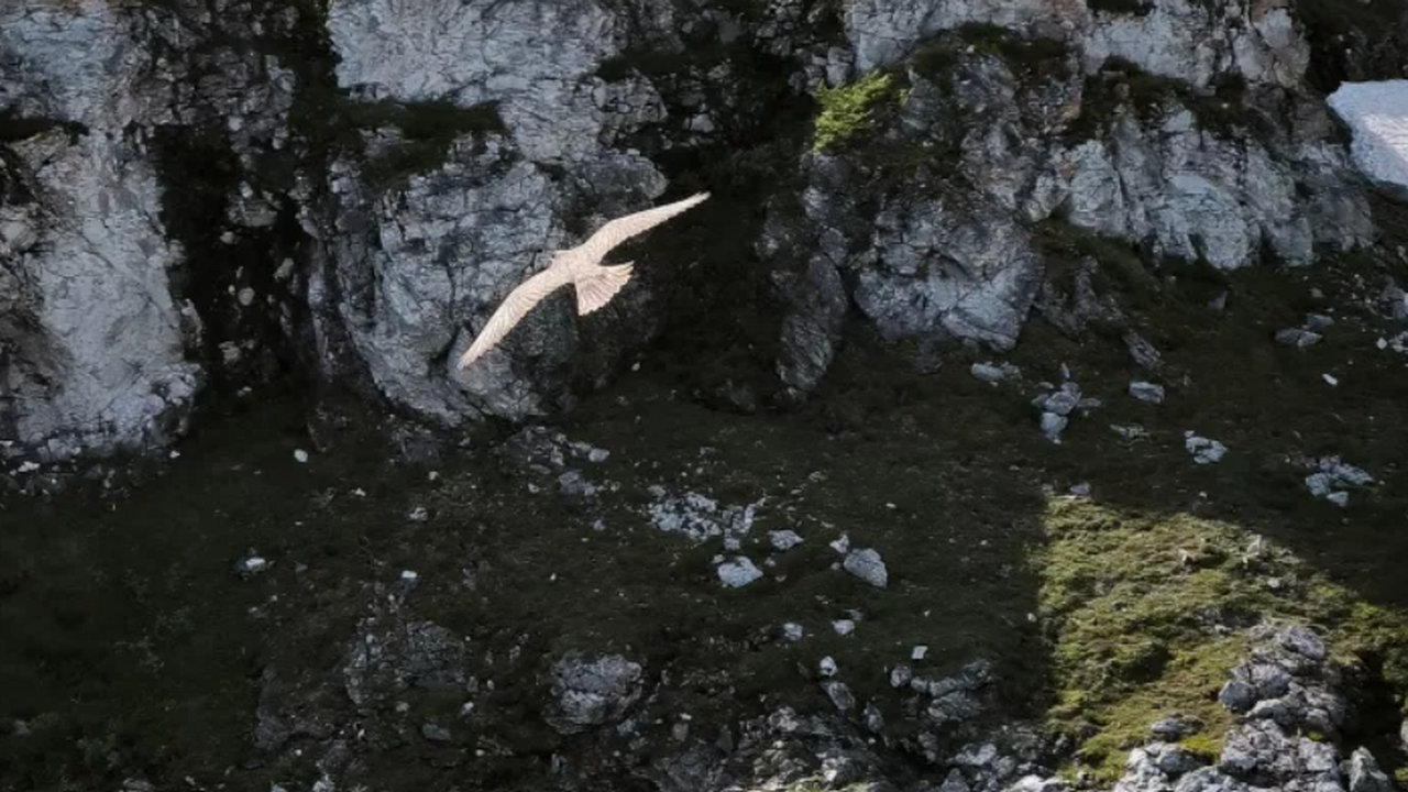 В Коми вновь зафиксировали редкий кречет после перерыва в несколько лет В Республике Коми подвели итоги масштабных поле...