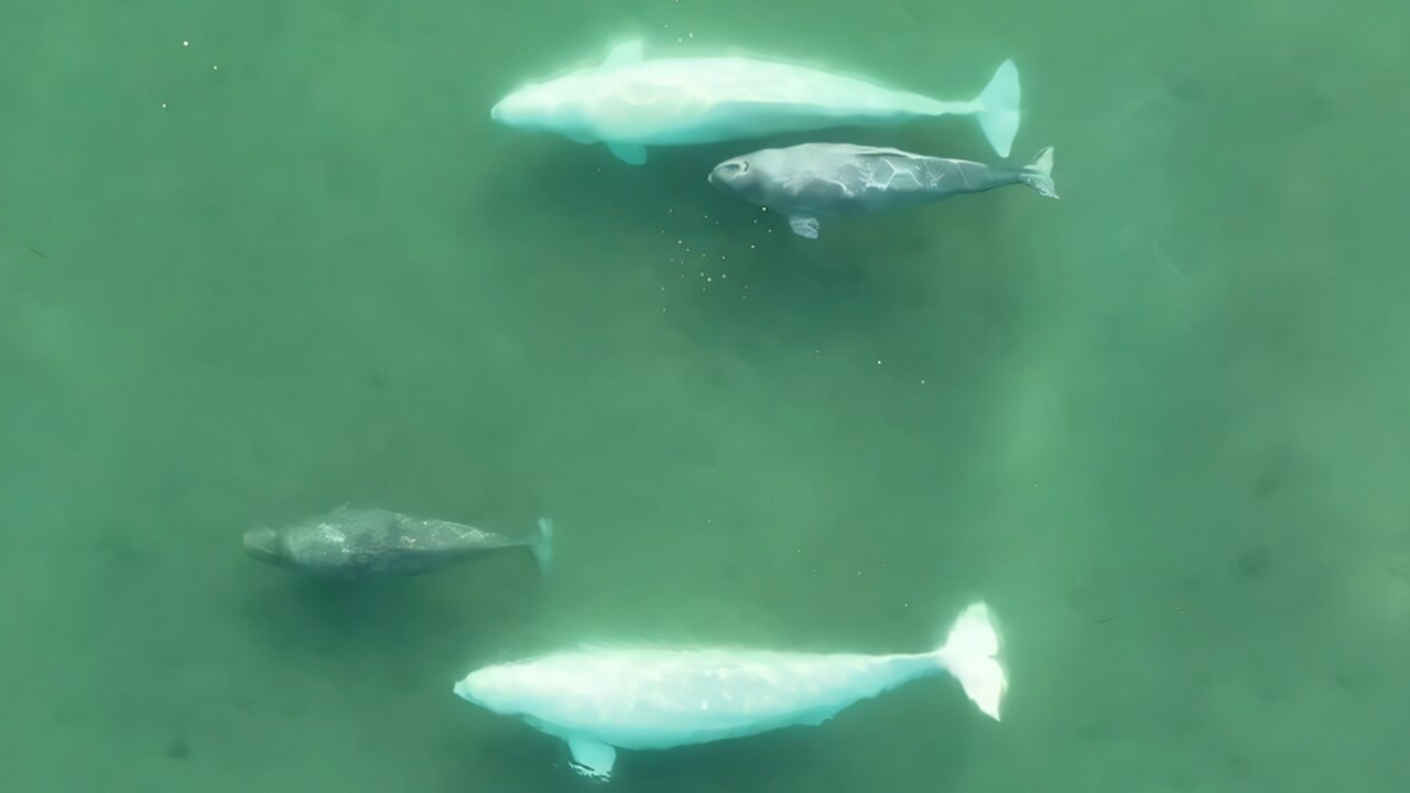 Небольшая и изолированная популяция белых китов...