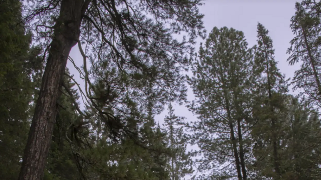 Экспедиции в тайге зафиксировали необъяснимые явления у каменного объекта В научных архивах сохранились сведения об экспе...