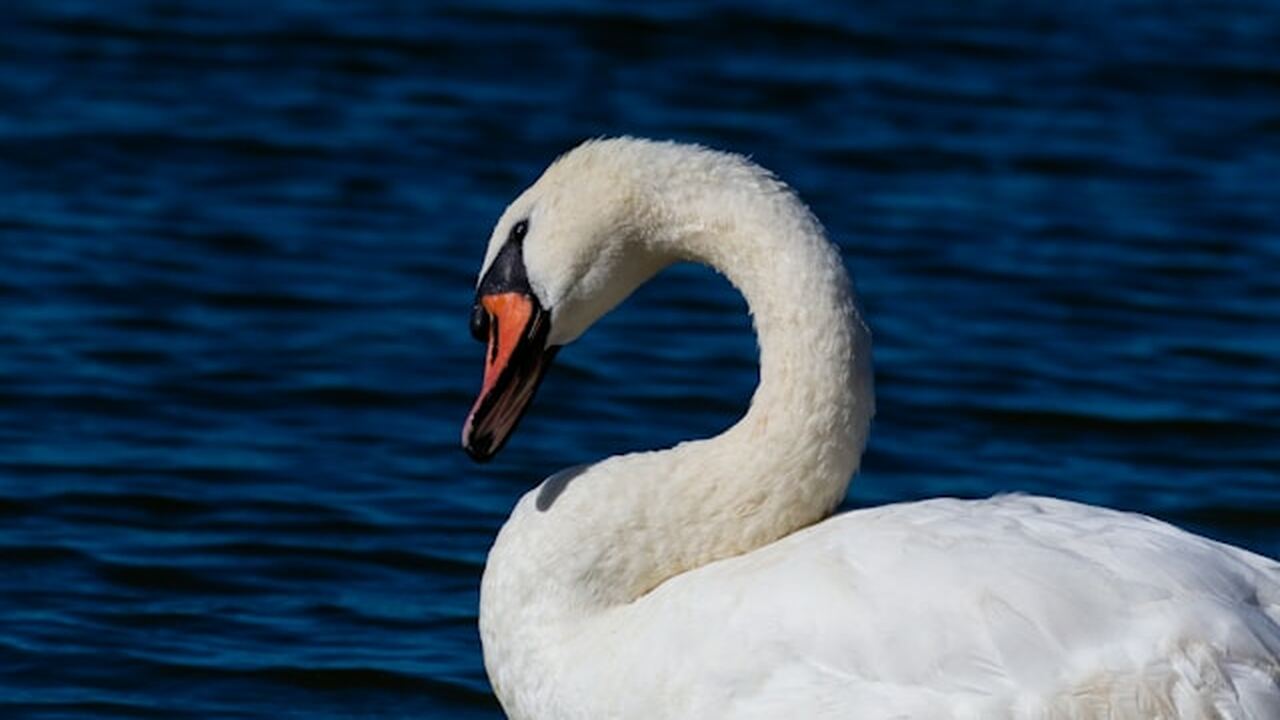 Гибель лебедя в Ульяновске связали с естественными причинами В Ульяновске озвучена предварительная версия ги...