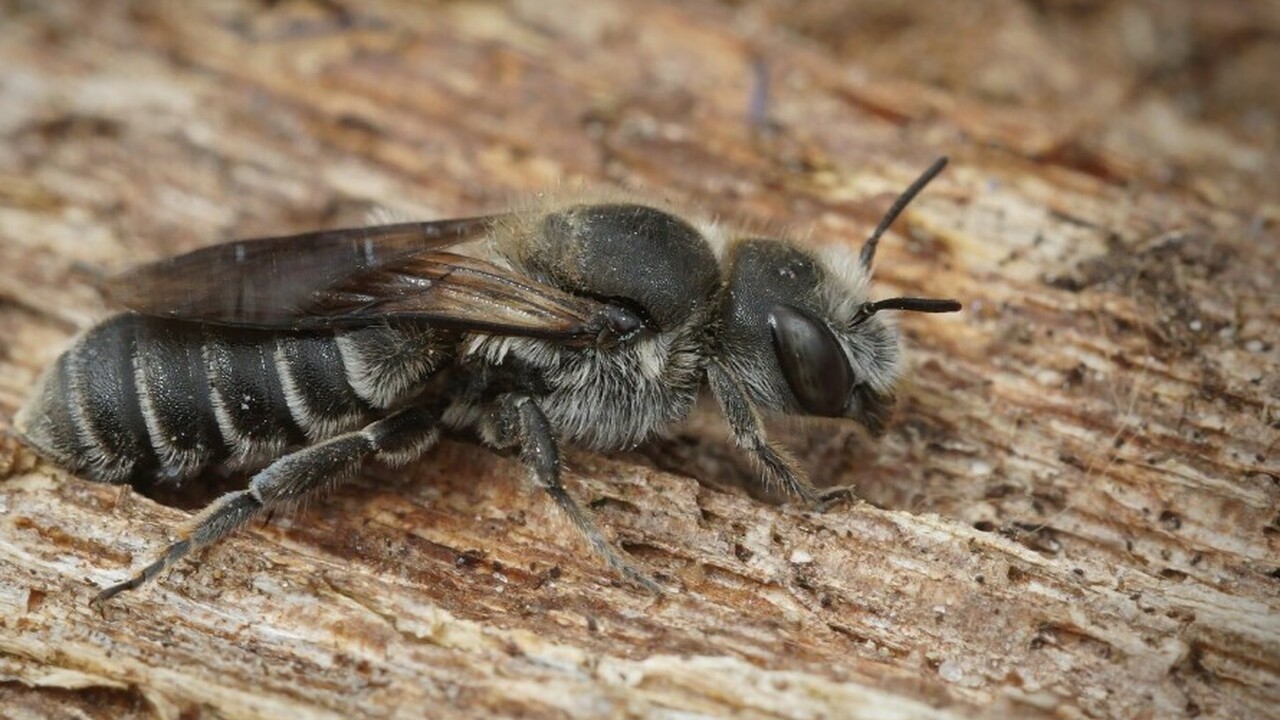 Немецкие и французские ученые исследовали генет...