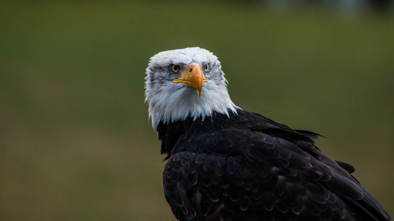 Ученые узнали, почему птичий грипп смертельно опасен для человека Новое исследование Кембриджского университета п...