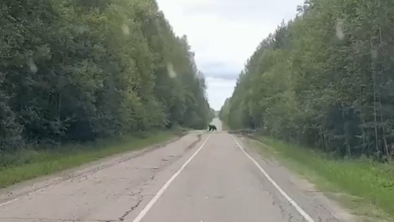 На ульяновской трассе очевидцы встретили медведя Неожиданная встреча с диким хищником на одной и...