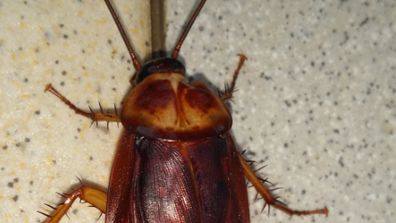 Куда тараканы исчезали из квартир в нулевые и почему теперь возвращаются еще более живучими В начале 2000-х годов жители российских городов...