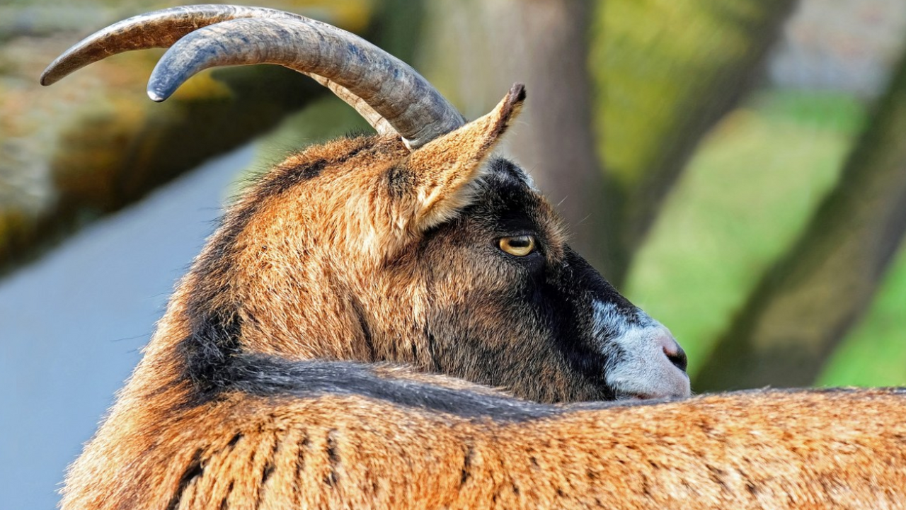 Палеогенетики изучили выделанную кожу, найденну...