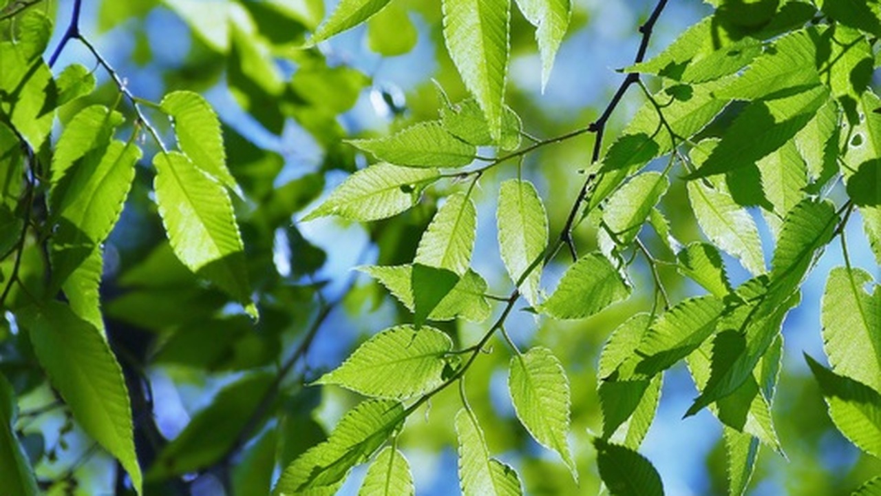 Власти Ульяновска приняли решение о продлении п...