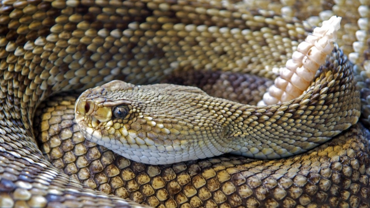 В Англии отрыли новый вид древней змеи, жившей 37 млн лет назад На южном побережье Англии, спустя более сорока ...