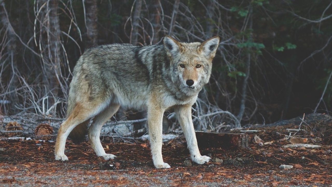 Волк замечен в Барышском районе Ульяновской области В Барышском районе Ульяновской области зафиксир...