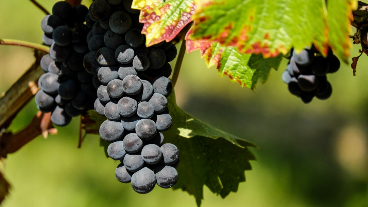 Белгородский государственный национальный иссле...