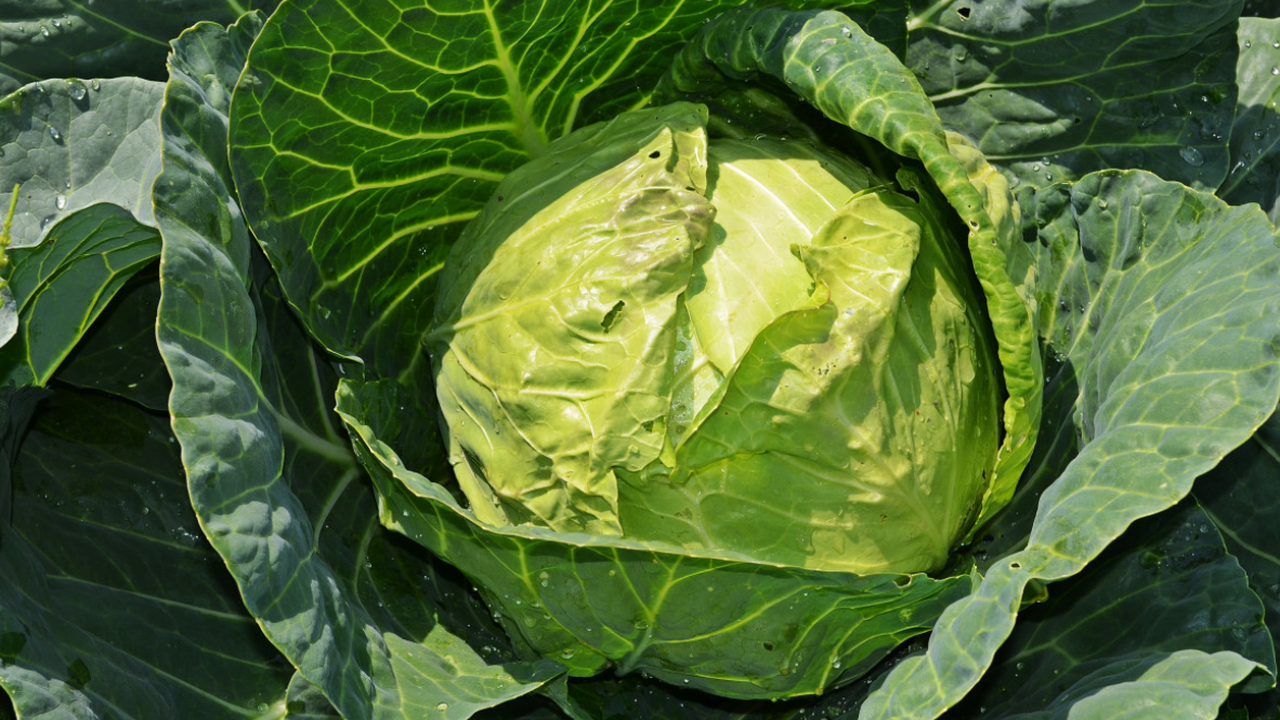 Ученые выяснили, почему капусту полезнее есть с добавлением жира Исследователи из Университета Миссури пришли к ...