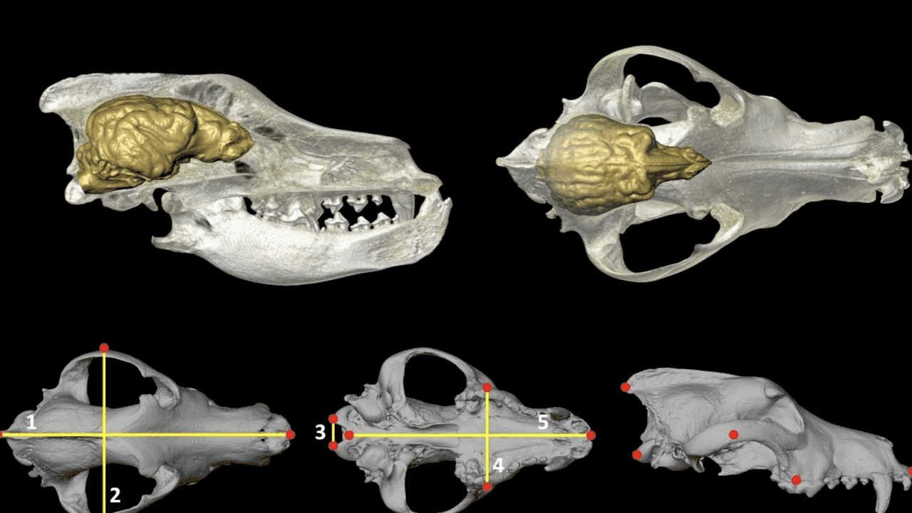 Исследования эволюции домашних собак показали, ...