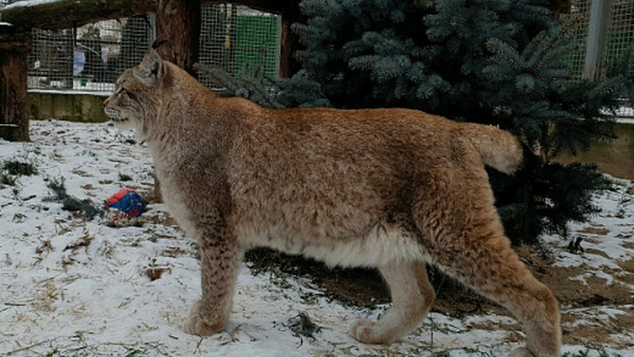 Ивановский зоопарк вновь проводит ежегодную акц...