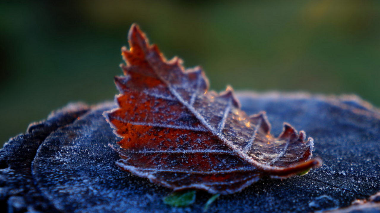 В декабре 2025 года на территории России фиксир...