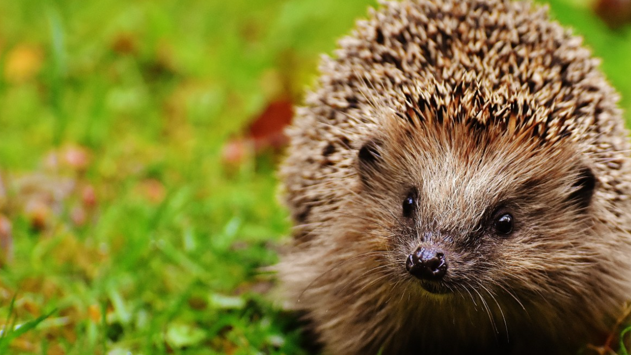 Исследование Оксфордского университета показало...