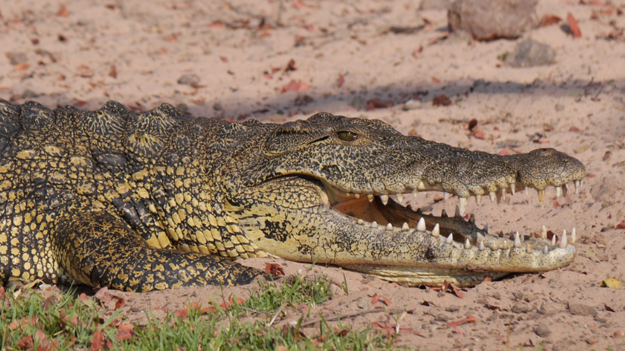 Новые исследования ДНК подтвердили, что морские...
