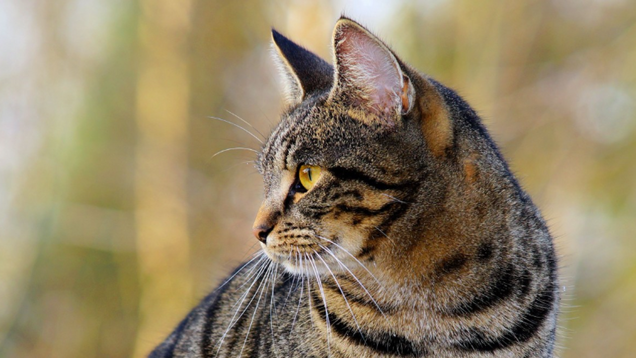 Исследование Университета Флиндерса и полиции А...