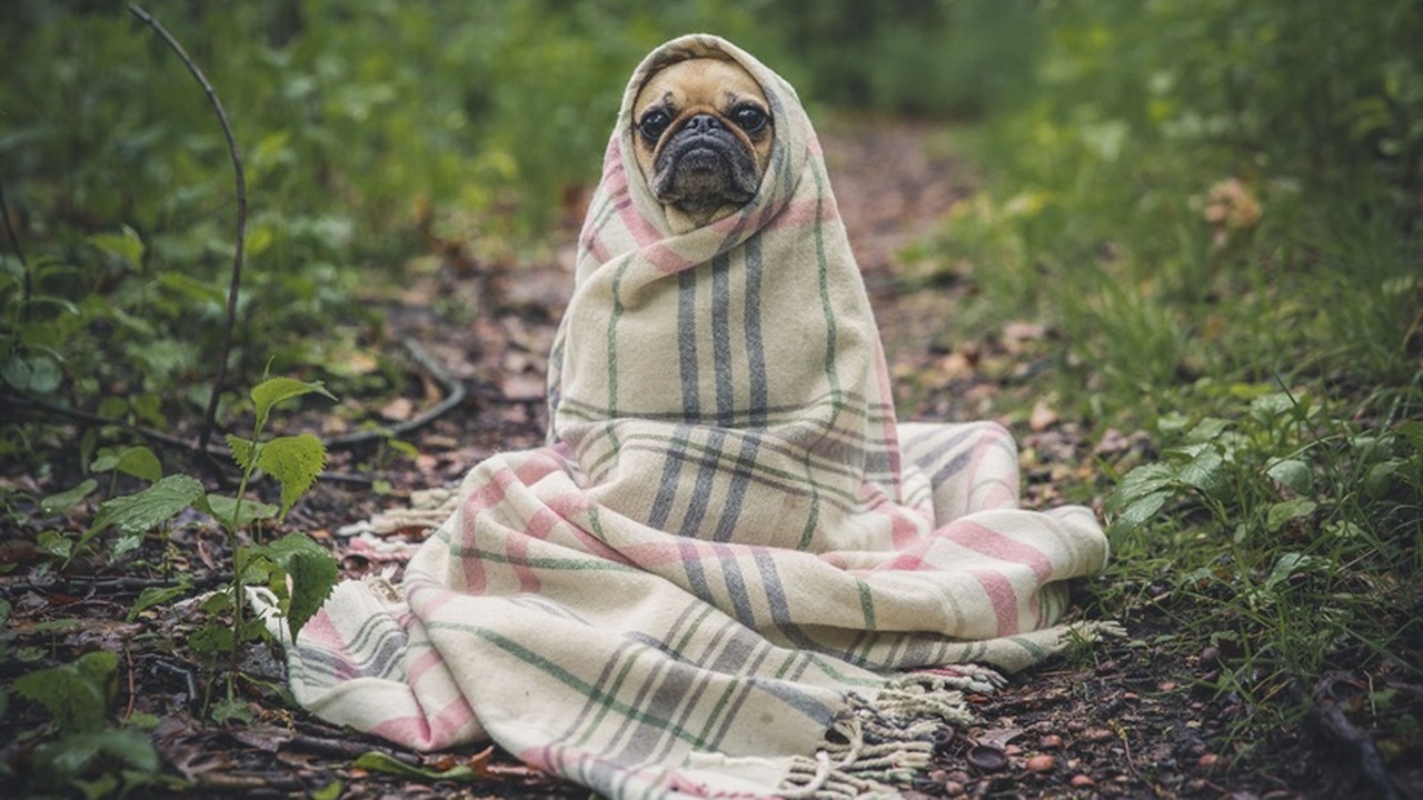 Ульяновскую область ждет влажное и теплое начало ноября Жителей Ульяновской области в ближайшие дни ожи...