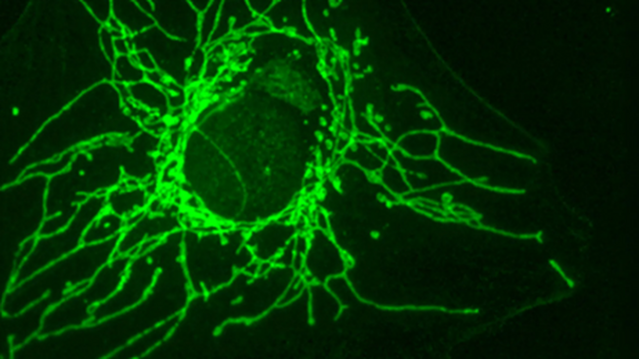 Исследователи из Женевского и Марбургского унив...