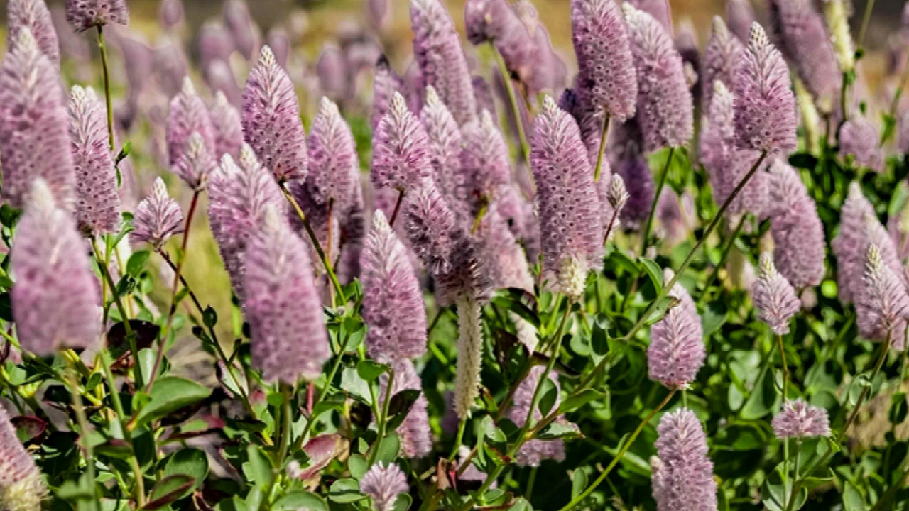 Любитель растений из Австралии неожиданно помог...