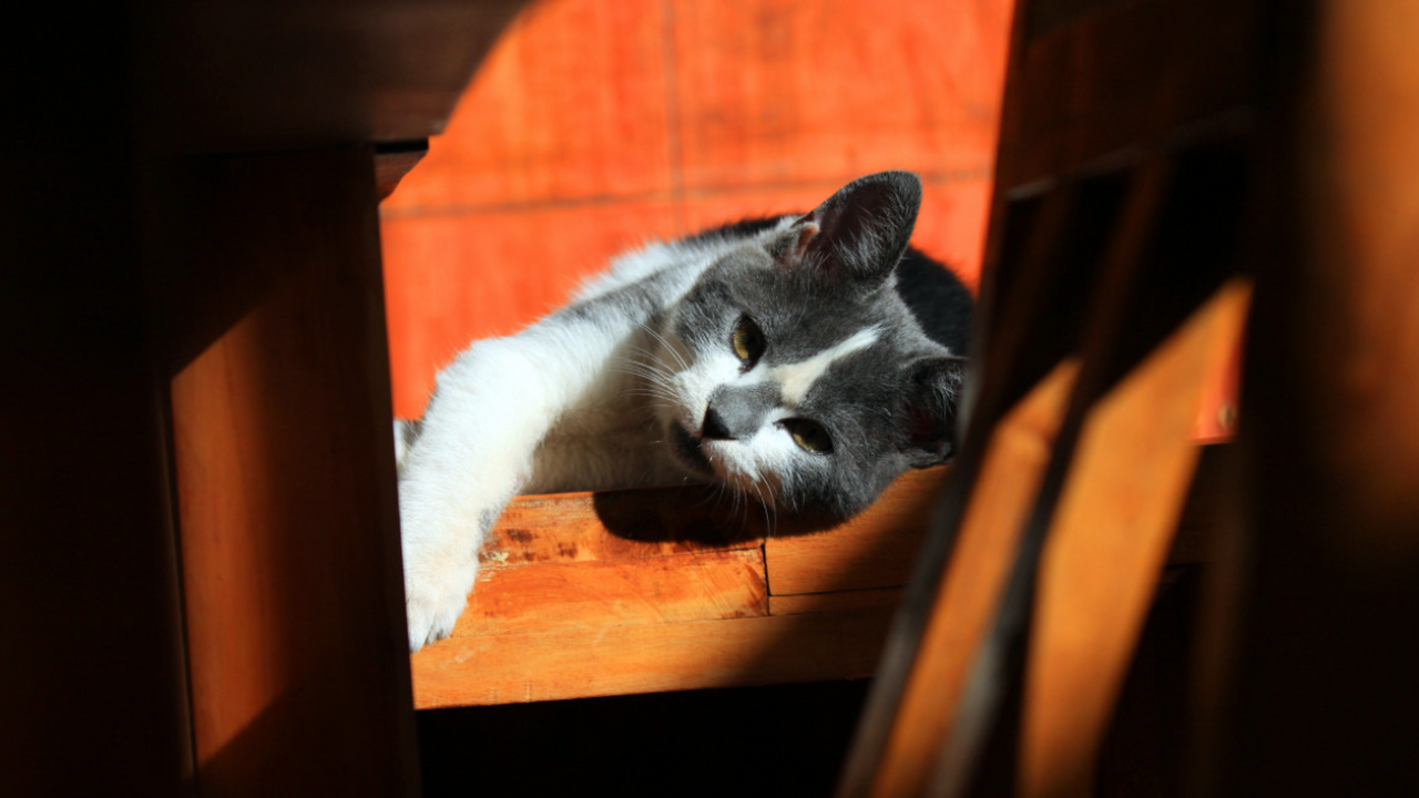 Ветеринары настоятельно рекомендуют полностью и...