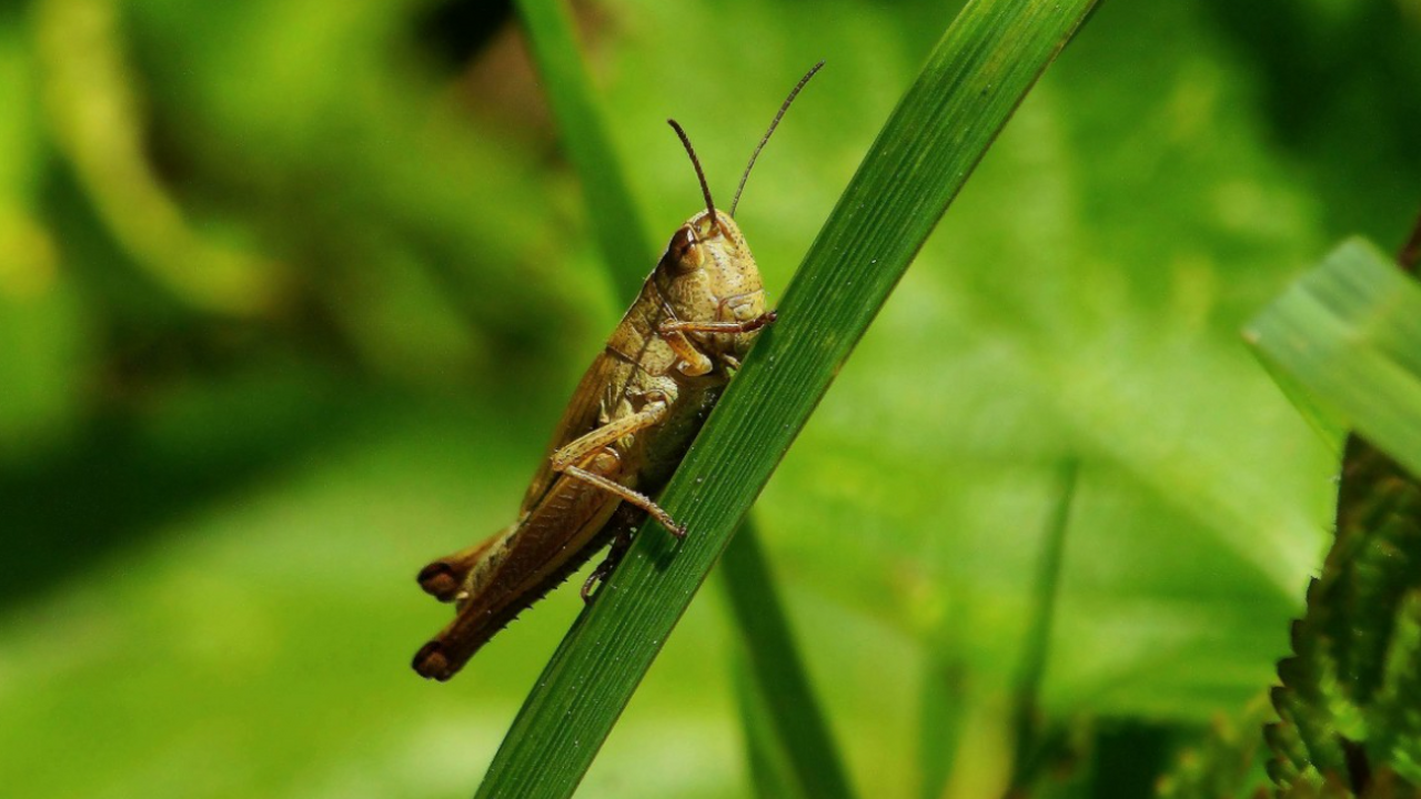 Ученые из Университета штата Аризона вместе с ф...