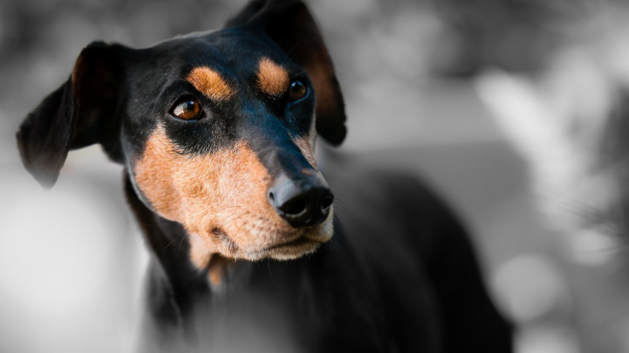 Почему собакам действительно нравится, когда их гладят — и как делать это правильно Каждый владелец узнает эту сцену: вы гладите со...