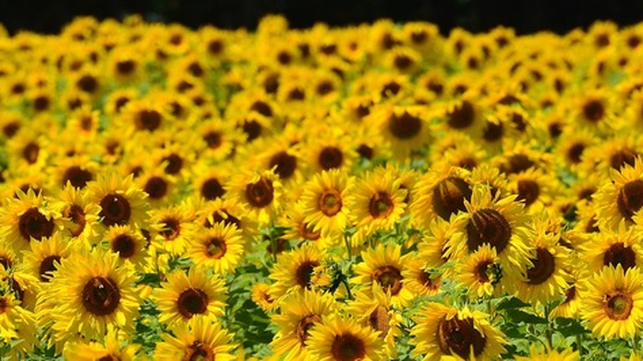 Сельскохозяйственный сезон в Ульяновской област...