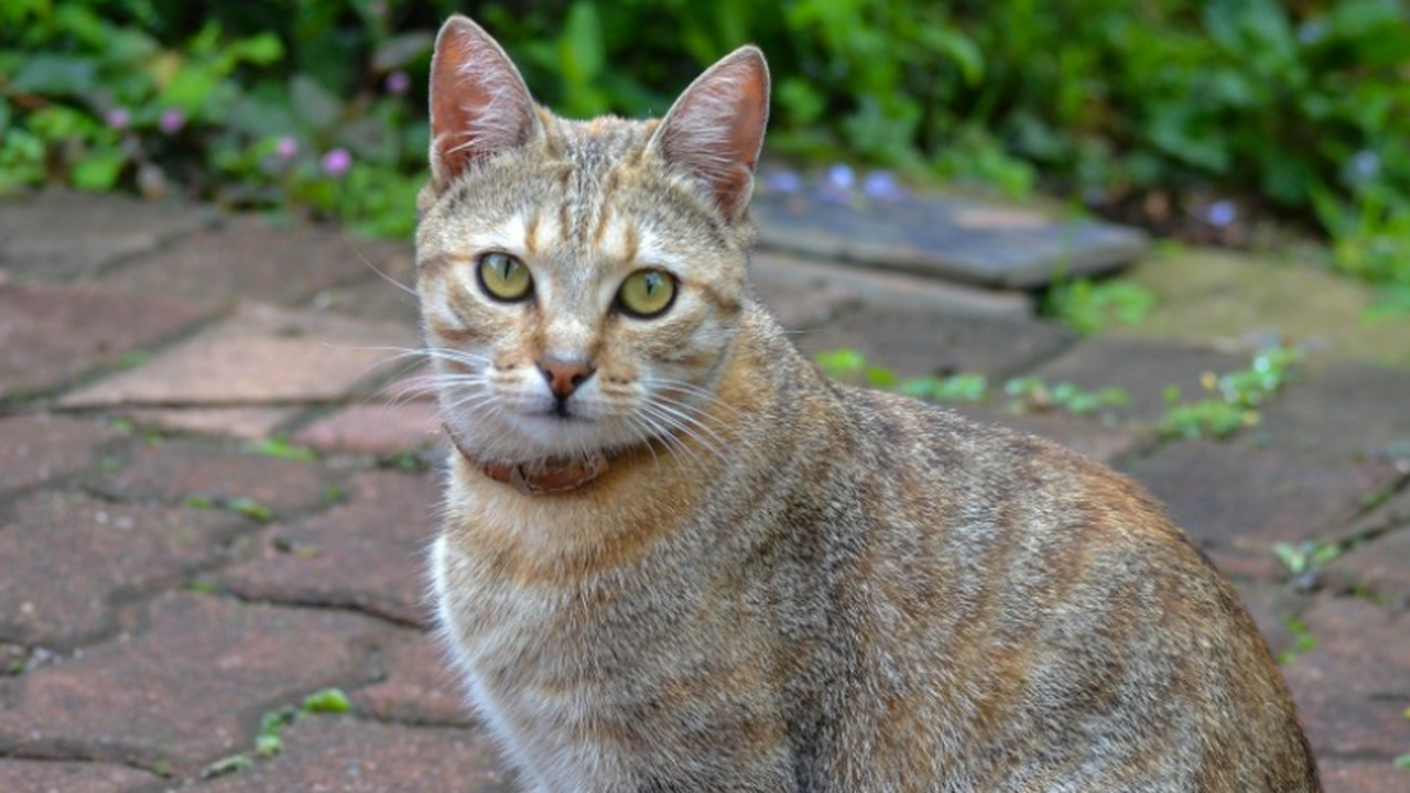 Многие владельцы замечают, что кошка аккуратно ...