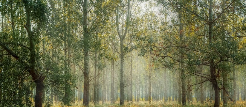 В Ульяновской области планируют лесопосадки на площади 1500 гектаров 16 февраля на заседании регионального штаба губ...