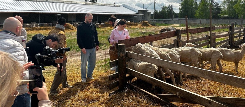 Знакомство началось с овечек: в Ульяновск прибыла съемочная группа шоу "Повар на колесах"