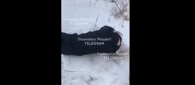 «Почему полиция не реагирует?»: в Ульяновске подростков избили молотком 