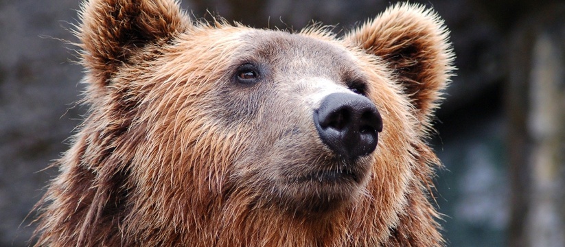 "Пора на фотоохоту": в Ульяновской области обнаружили следы крупного медведя