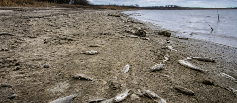 Причиной мора рыбы в красноярском озере Тагарском могла стать нехватка кислорода Массовый мор рыбы в озере Тагарском в Красноярс...