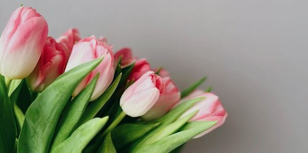 В Ульяновске вырастили более 150 тысяч тюльпано...