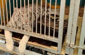 Ульяновские ветеринары подтвердили здоровье цир...