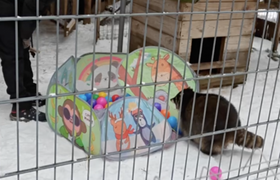 Еноты Ульяновского зоопарка получили новые разв...