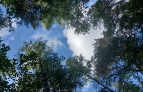 В Ульяновске ветром повалило 26 деревьев: жертв...