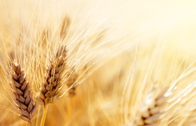 В Ульяновске агрофирма не соблюдала правила хра...